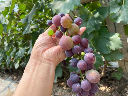 有机葡萄  5斤装 果大味甜，素有巨峰的个头，玫瑰香的味道 买五赠1（限济南市） 商品图3