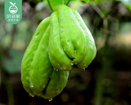 【叼鲜蔬】昆明新鲜佛手瓜/1份（500-600g） 商品图1