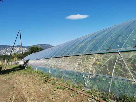 2023年小毛驴大棚菜地认养开始招募啦 商品图1