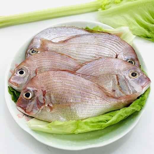 红立鱼约08斤4条