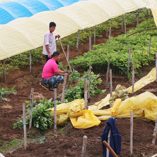 长白山鲜人参，山地种植，滋补不上火！ 商品图3
