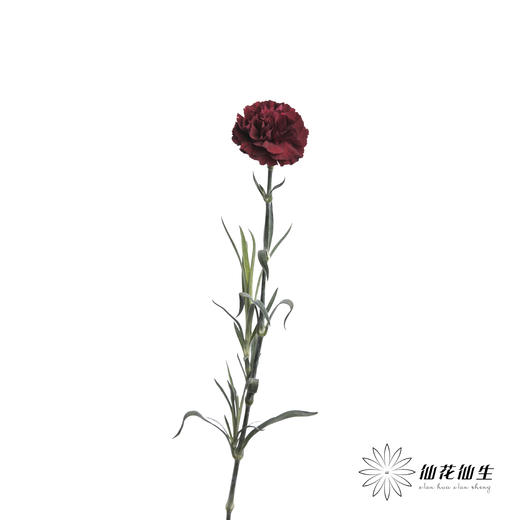 单头康乃馨  | 复古红 商品图2