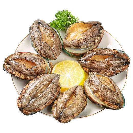 大连活鲍鱼【10头】