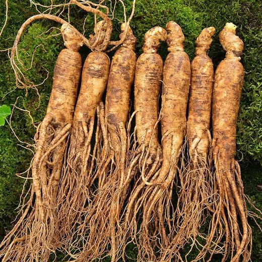 长白山鲜人参，山地种植，滋补不上火！ 商品图0