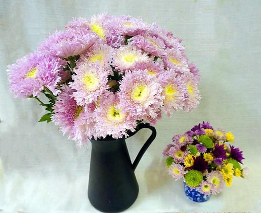 【面包菊】粉色 约9-10支/扎 商品图0