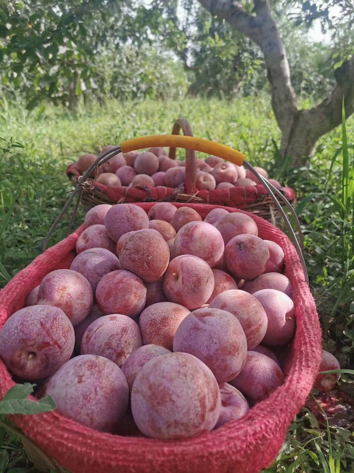 全国包邮新疆恐龙蛋血丝李2kg