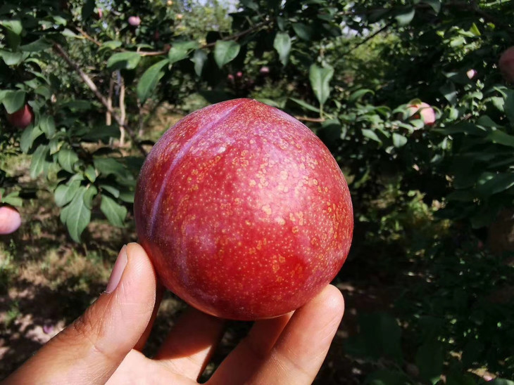 全国包邮新疆恐龙蛋血丝李2kg