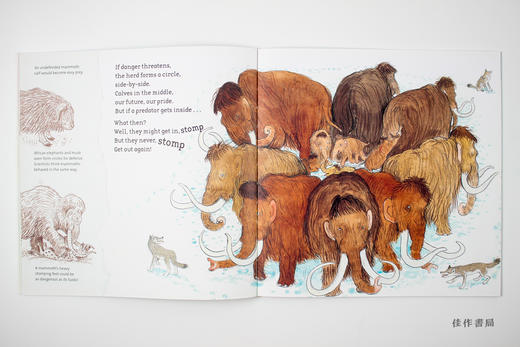 woolly mammoth 猛犸象