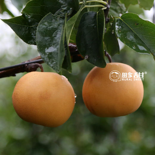 【下单后48小时左右发货】山东 青岛 莱西 秋月梨4.5斤装左右 商品图10
