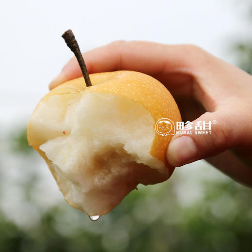【下单后48小时左右发货】山东 青岛 莱西 秋月梨4.5斤装左右 商品图8