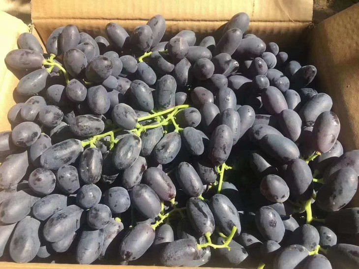 全国包邮吐鲁番黑美人葡萄222kg左右