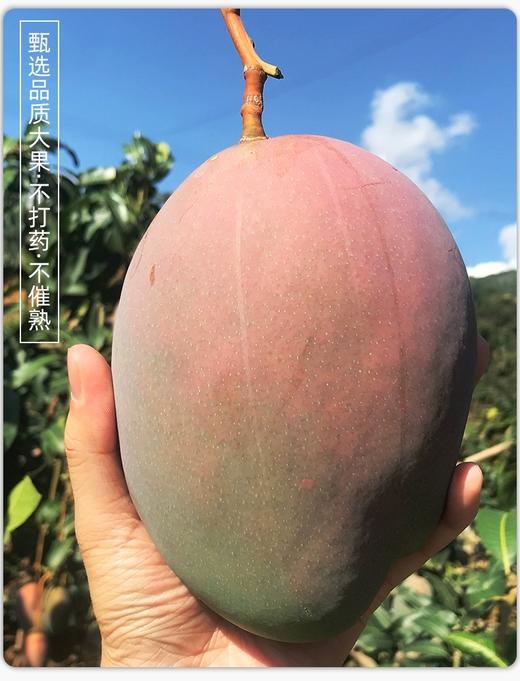 58个装凯特芒果大果新鲜现摘