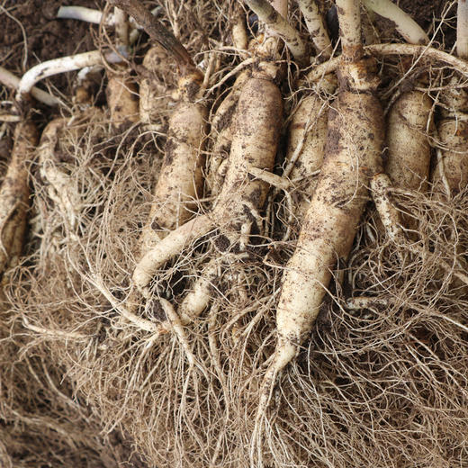 长白山鲜人参，山地种植，滋补不上火！ 商品图4