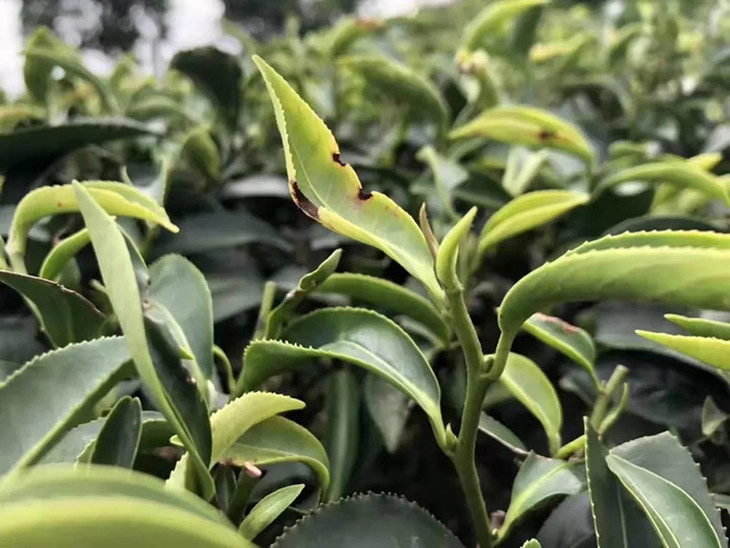 茶树被小绿叶蝉咬后产生防御反应