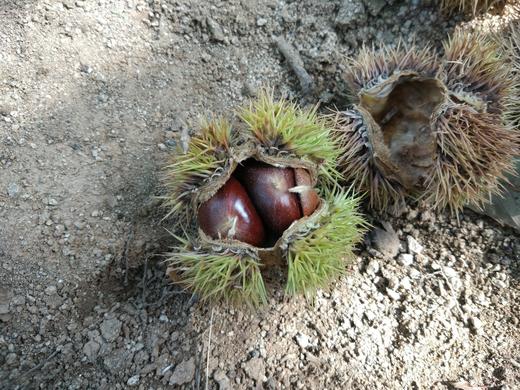 农友直发｜生态鲜板栗·清净栗园，排队发货中，申通快递，请耐心等待！ 商品图1