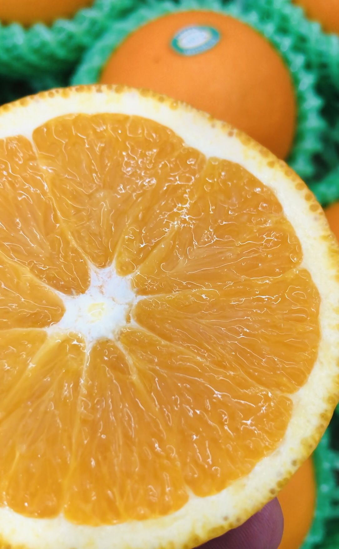澳洲阳光甜橙非常嫩化渣橙子果皮颜色偏橙红色肉质细嫩汁水丰润鲜甜橙
