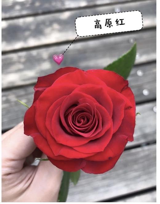 高原红玫瑰（5月27日下午取花） 眼角眉梢皆是自成一派的气度 杯型花型 花色饱满浑厚 ，一束9～10枝原价68元，团购价12元 商品图2