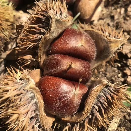 沂蒙山老树野生粟子板栗 3/5斤装 商品图6