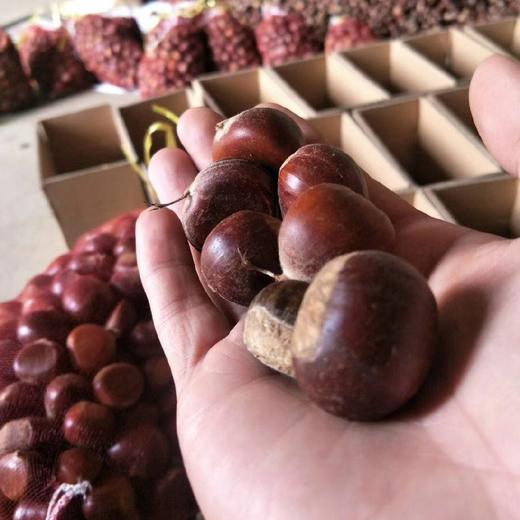 沂蒙山老树野生粟子板栗 3/5斤装 商品图10