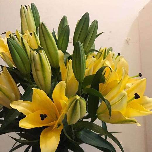 读本鲜花2头百合金砖49元10支