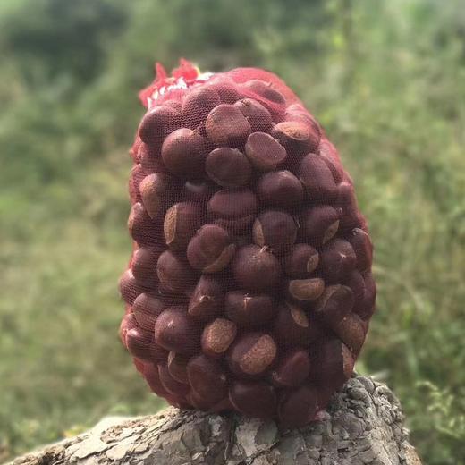 沂蒙山老树野生粟子板栗 3/5斤装 商品图9