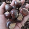 沂蒙山老树野生粟子板栗 3/5斤装 商品缩略图5