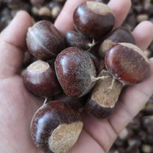沂蒙山老树野生粟子板栗 3/5斤装 商品图5