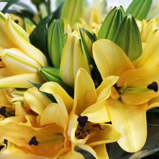 读本鲜花2头百合金砖49元10支