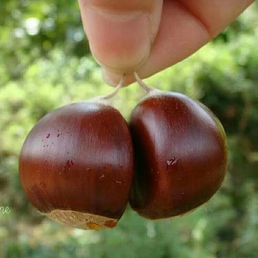 沂蒙山老树野生粟子板栗 3/5斤装 商品图4