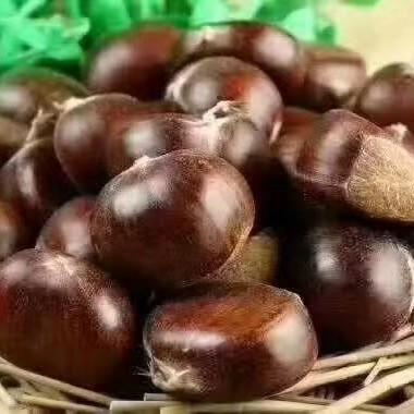 沂蒙山老树野生粟子板栗 3/5斤装 商品图3