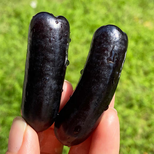 美国黑金手指无籽提大长手指蓝幽幽的黑紫色新果子果粉很足是让你牙齿