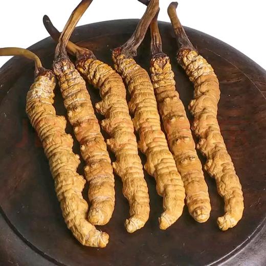 西藏那曲冬虫夏草一级品质顺丰包邮3条克5克礼盒装