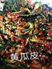 自己家里做黄瓜皮 ，1瓶380克 商品缩略图2