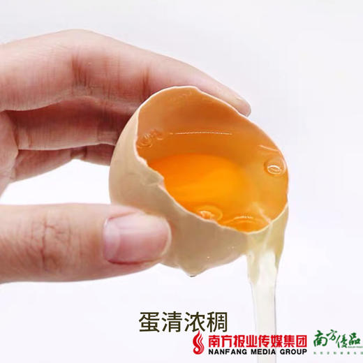 【广州包邮】灵芝鸡蛋 30枚/盒（72小时内发货） 商品图3