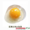 【广州包邮】灵芝鸡蛋 30枚/盒（72小时内发货） 商品缩略图4