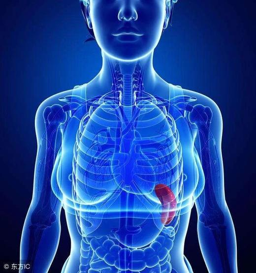 第04课：脾经线路及重要大穴 商品图0