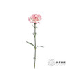 单头康乃馨 | 伊人 商品缩略图4