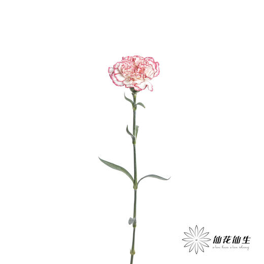 单头康乃馨 | 伊人 商品图4