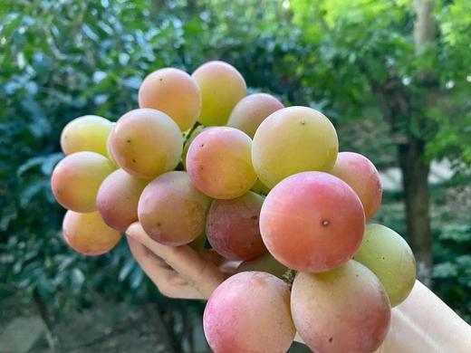 【妮娜皇后 】香甜香甜，果冻般的口感，冰镇下更好吃~ 商品图2