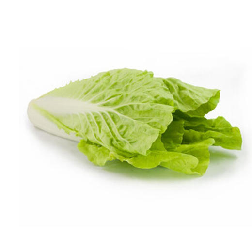 水白菜【约500g-550g】 商品图0