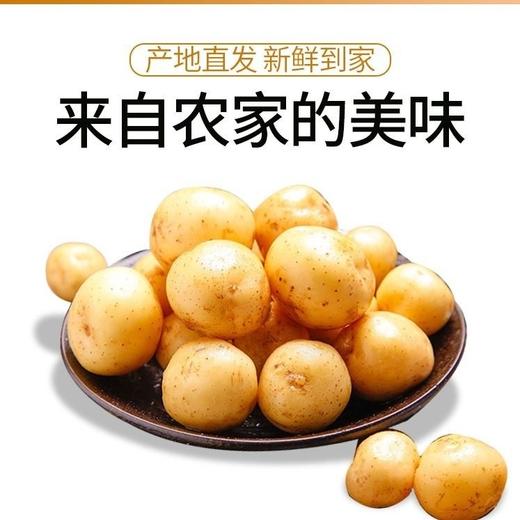 临安本地小土豆10斤 商品图0