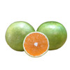 红美人脐橙 件装  5kg/件 商品缩略图0
