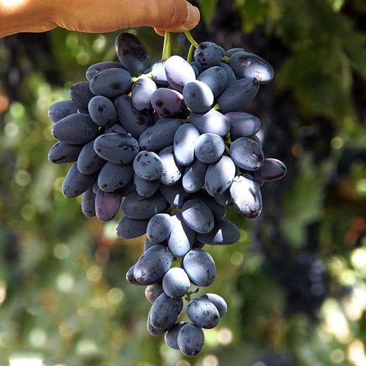新疆哈密黑美人葡萄 4.5斤装