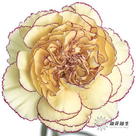 单头康乃馨 | 眼线