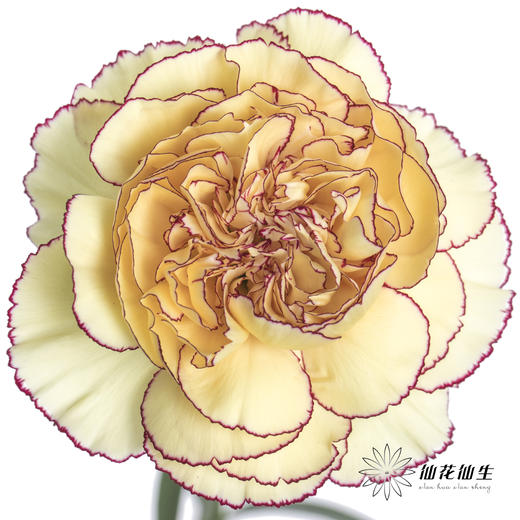 单头康乃馨 | 眼线 商品图0