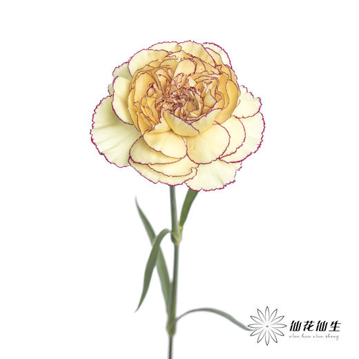 单头康乃馨 | 眼线 商品图4