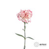 单头康乃馨 | 伊人 商品缩略图5