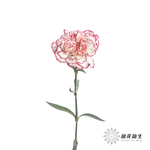 单头康乃馨 | 伊人 商品图5