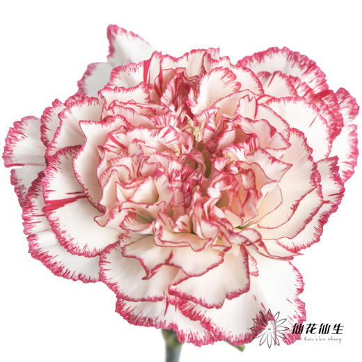 单头康乃馨 | 伊人 商品图1