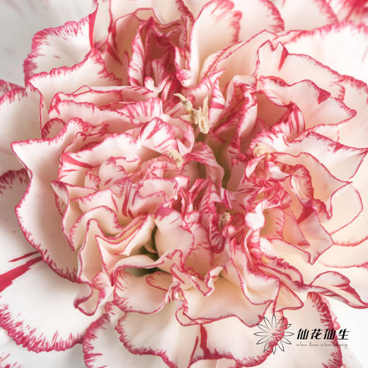 单头康乃馨 | 伊人 商品图2